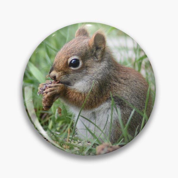 Item preview, American Red Squirrel designed and sold by rthornberry.