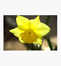 Spring Photographic Print