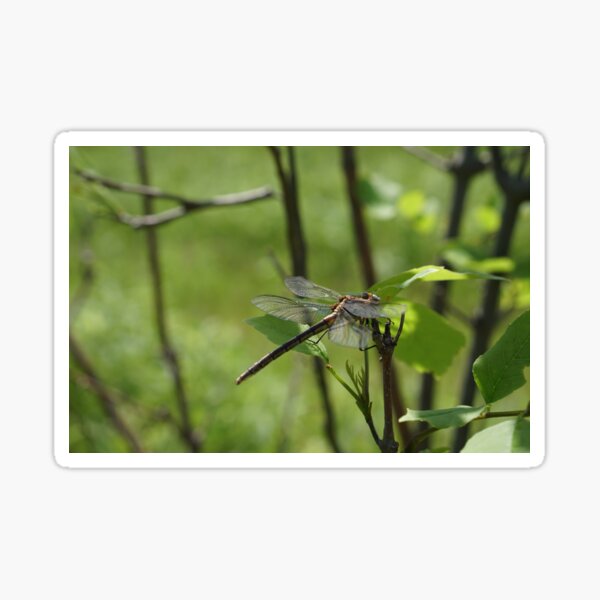 Item preview, dragonfly designed and sold by distracted.