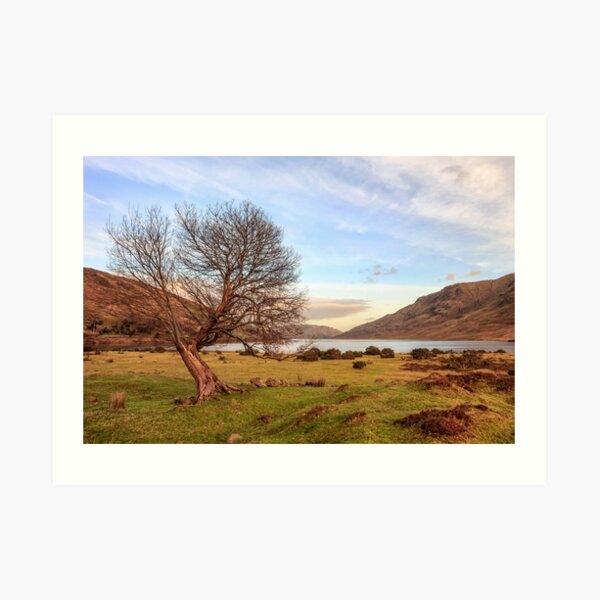 Lone Tree at Lough Nafooey Ireland. Art Print