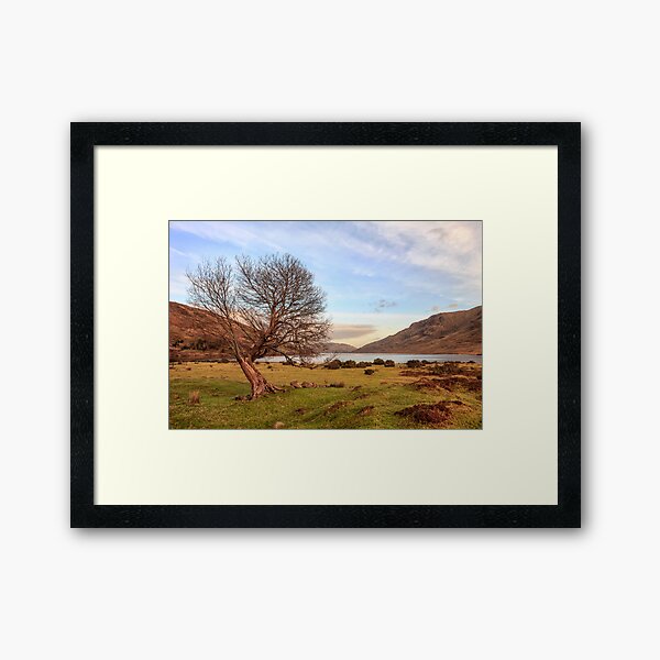 Lone Tree at Lough Nafooey Ireland. Framed Art Print