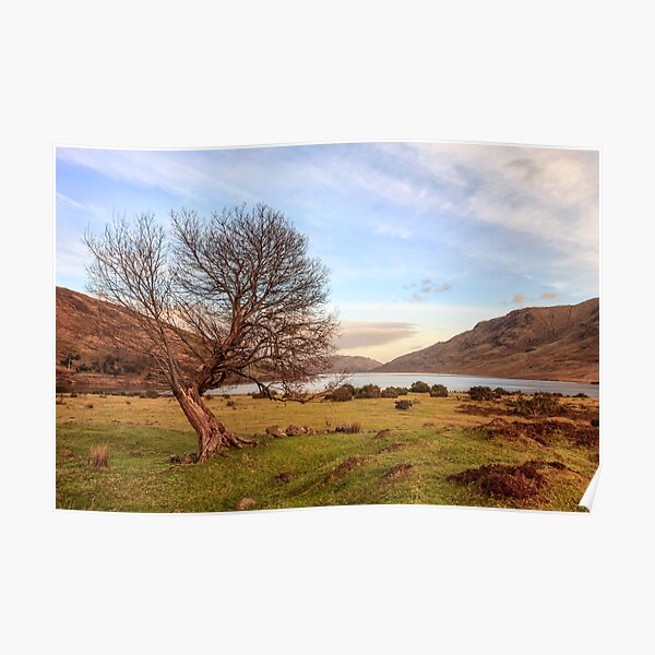 Lone Tree at Lough Nafooey Ireland. Poster