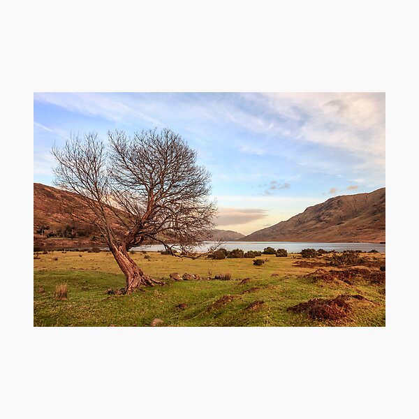 Lone Tree at Lough Nafooey Ireland. Photographic Print