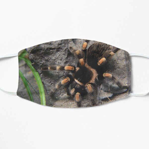 Mexican Red Knee Tarantula Mask
