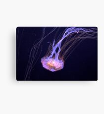 Jellyfish Canvas Print