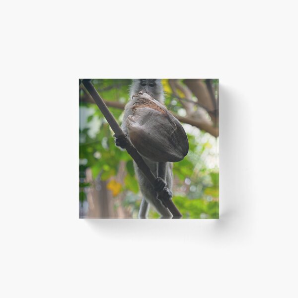 Item preview, Long Tail Macaque with a Coconut designed and sold by MendipBlue.