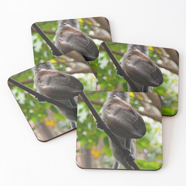 Item preview, Long Tail Macaque with a Coconut designed and sold by MendipBlue.