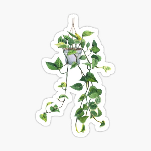 Indoor Green,Watercolor Plant - Devil's Ivy Sticker