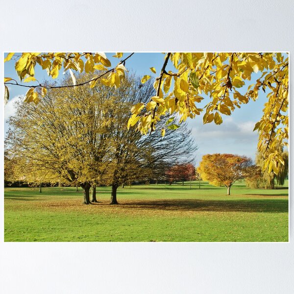 Autumn Gold Poster