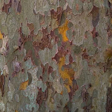 Artwork thumbnail, Tree bark by LookFrog