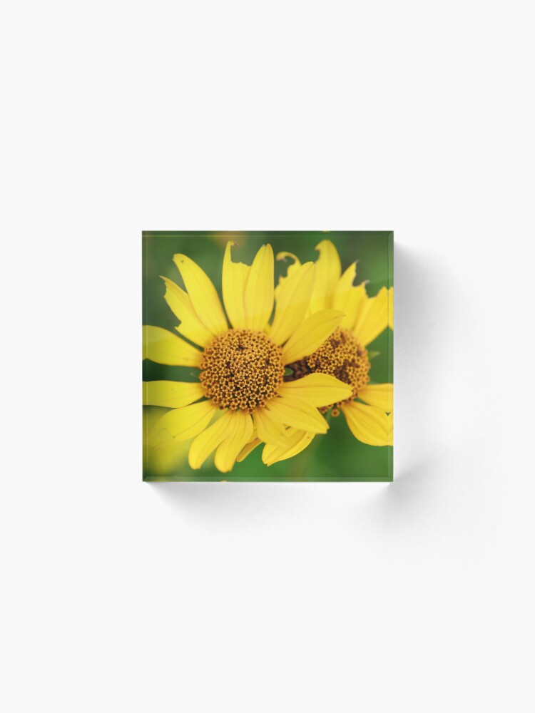 Alternate view of Oxeye bouquet Acrylic Block