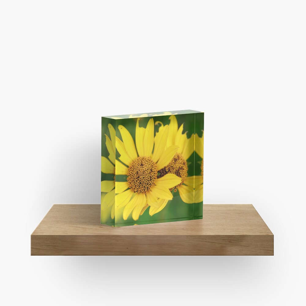 Oxeye bouquet Acrylic Block