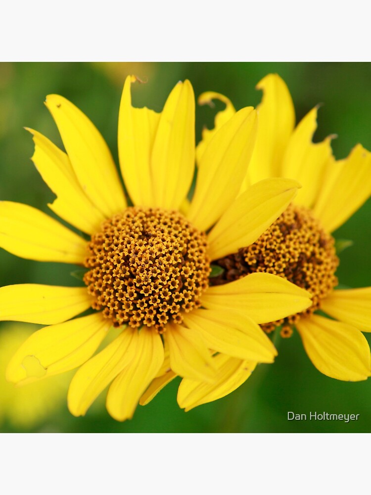 Oxeye bouquet by shadydog