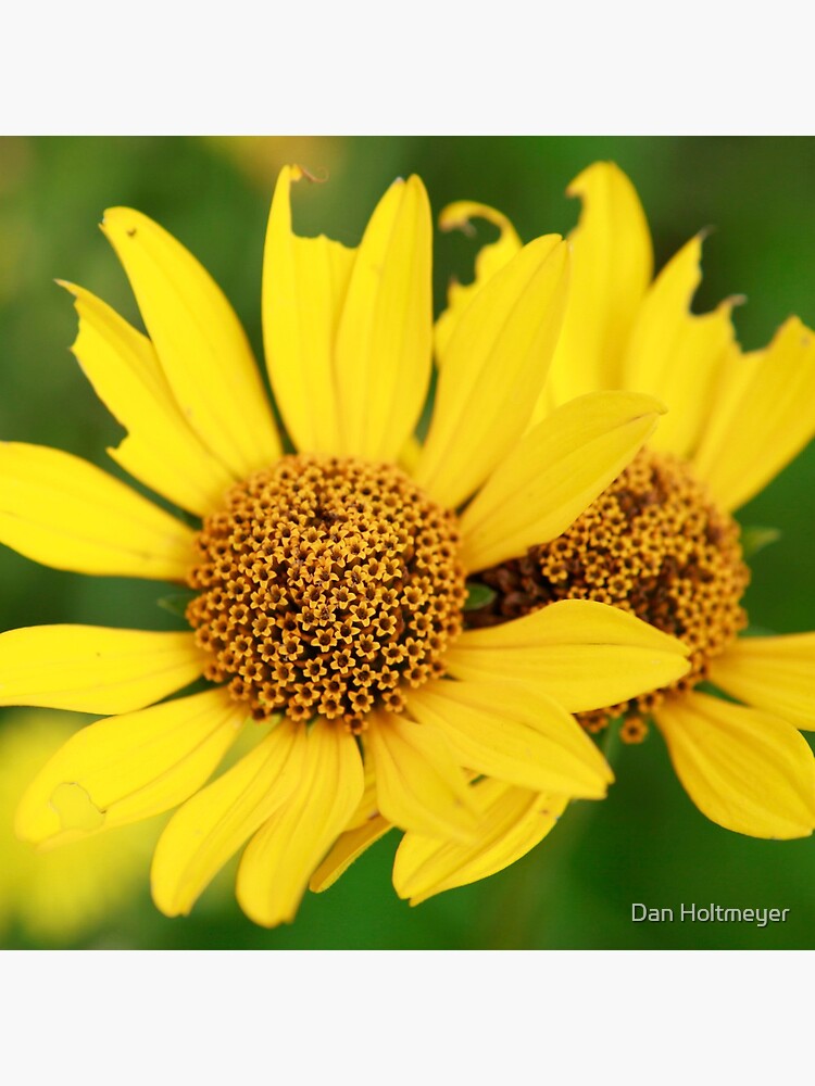 Oxeye bouquet by shadydog