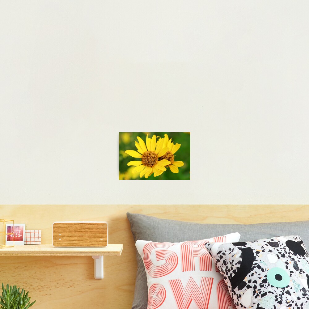 Oxeye bouquet Photographic Print