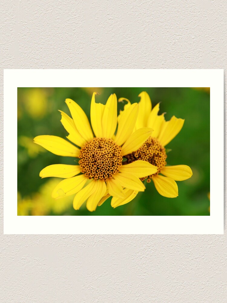 Alternate view of Oxeye bouquet Art Print