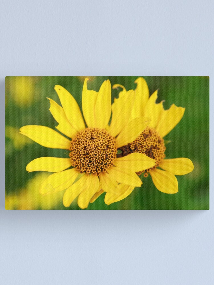 Alternate view of Oxeye bouquet Canvas Print