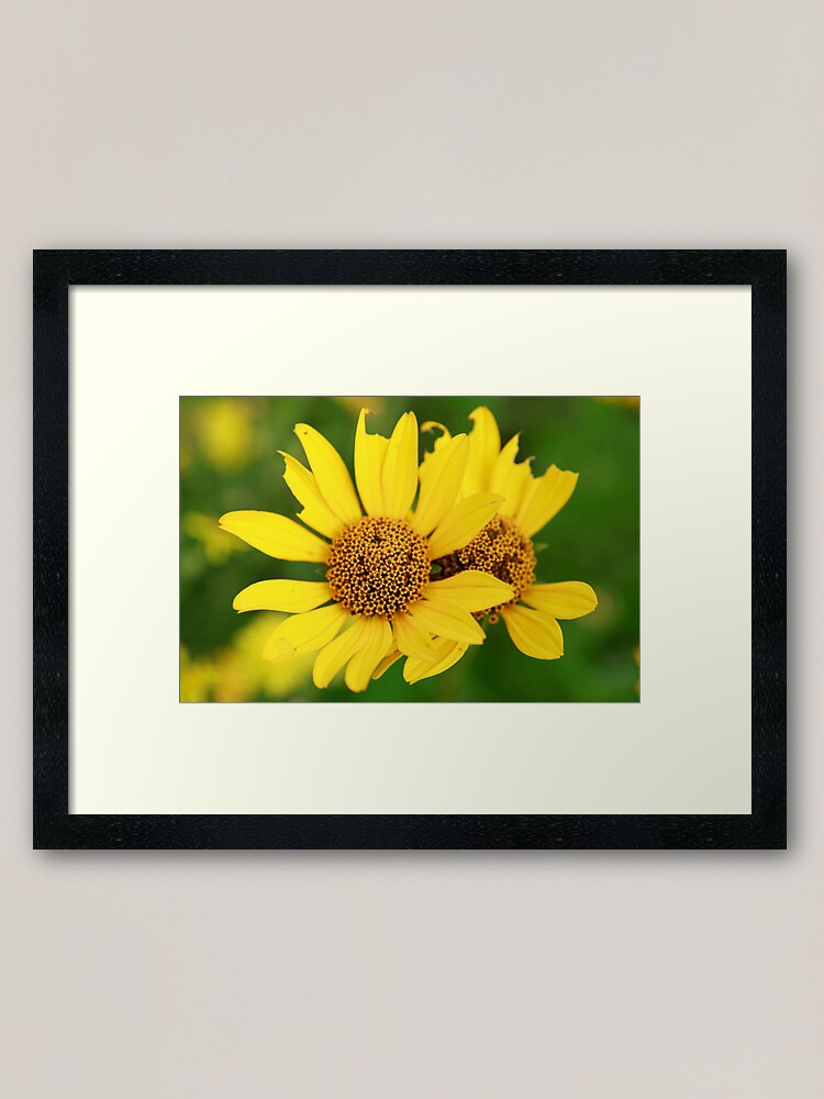 Alternate view of Oxeye bouquet Framed Art Print