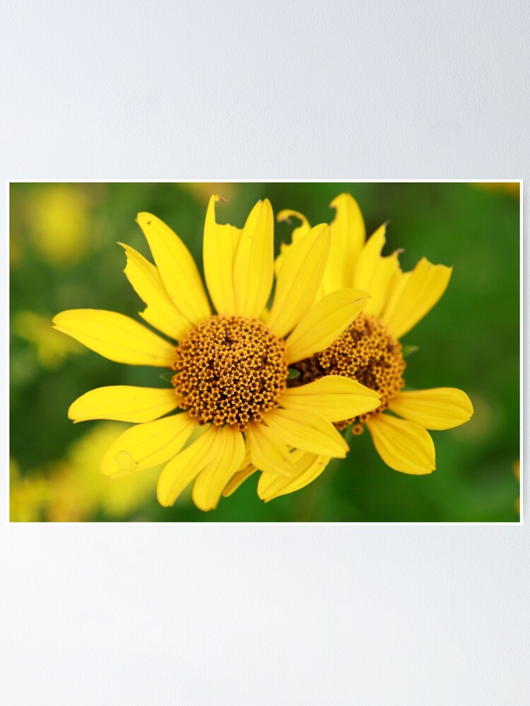 Alternate view of Oxeye bouquet Poster
