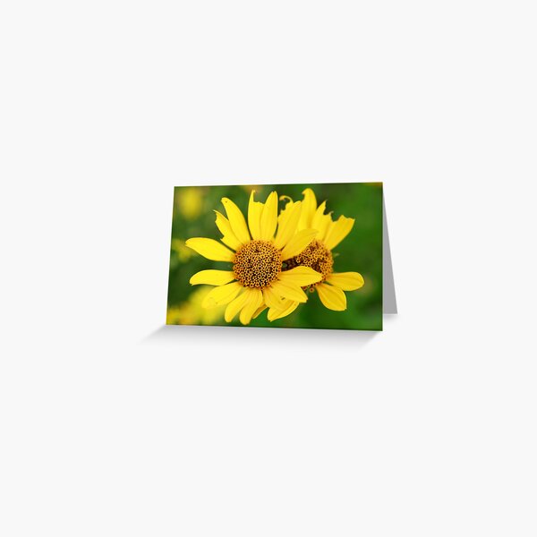 Oxeye bouquet Greeting Card