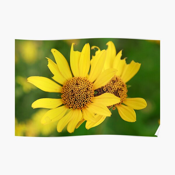 Oxeye bouquet Poster