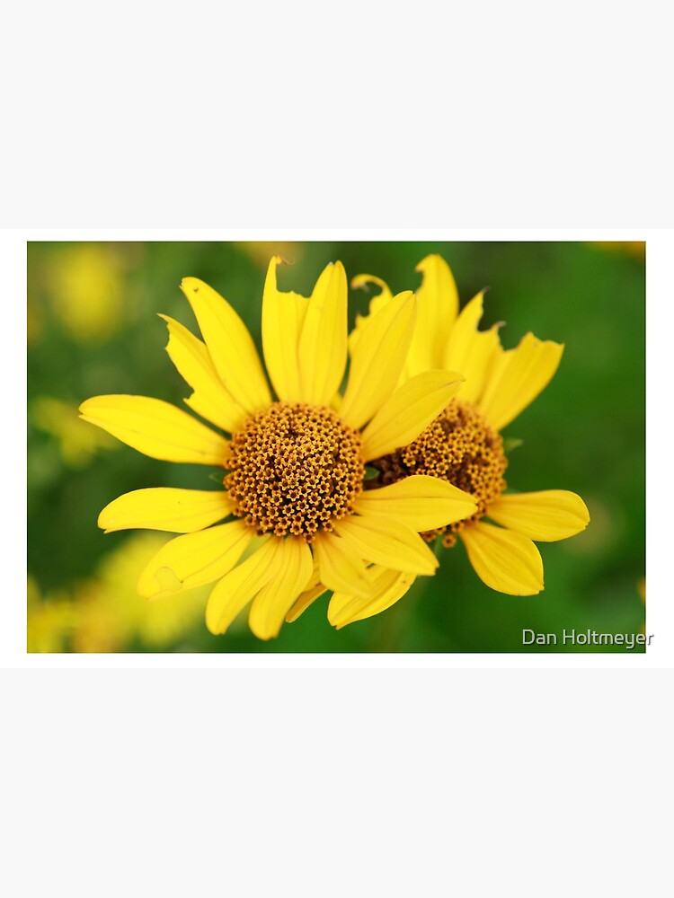 Oxeye bouquet by shadydog