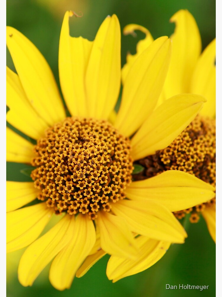 Oxeye bouquet by shadydog