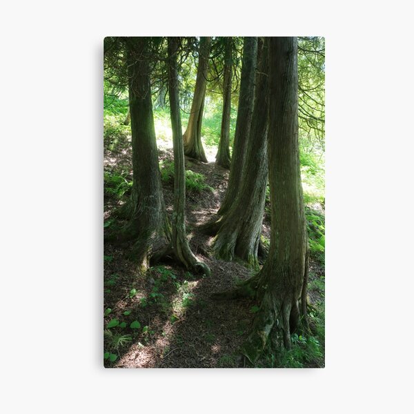 Cedar stand Canvas Print
