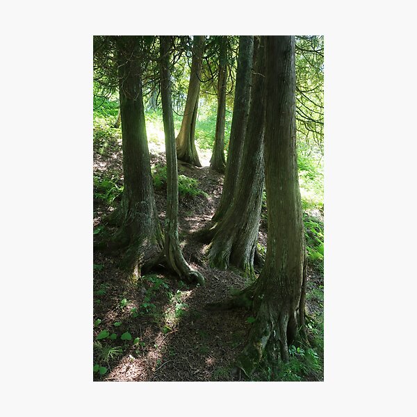 Cedar stand Photographic Print