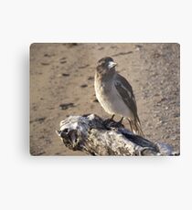 Butch Metal Print