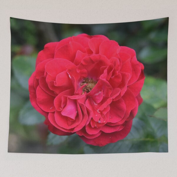 Item preview, Red rose designed and sold by Linnys-Designs.