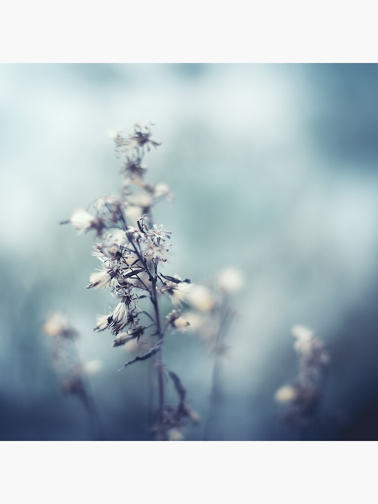 Thumbnail 7 of 7, Framed Art Print, Winter Flowers designed and sold by jennykarlsson.