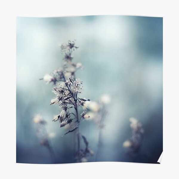 Winter Flowers Poster