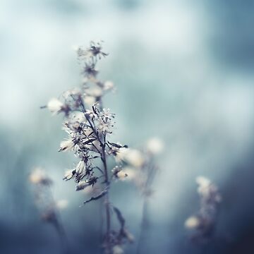 Artwork thumbnail, Winter Flowers by Jenny Karlsson