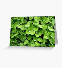 Clovers (available in iphone, ipod, & ipad cases) Greeting Card