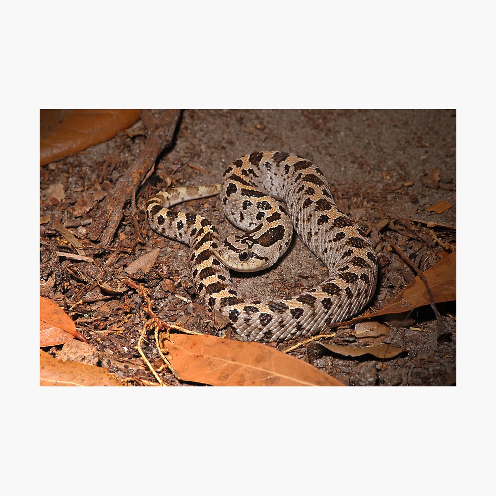 Southern Hognose Snake Poster For Sale By Mldfl Redbubble