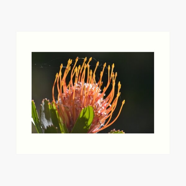 Item preview, Up close - Leucospermum designed and sold by Helen Greenwood.