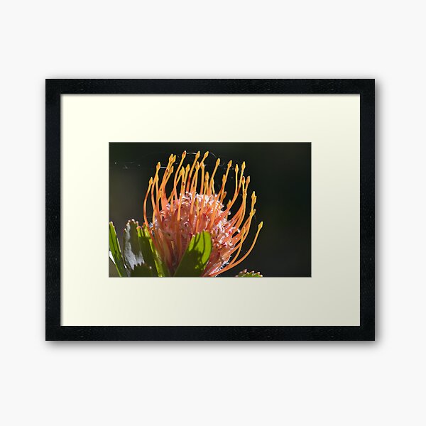 Item preview, Up close - Leucospermum designed and sold by Helen Greenwood.