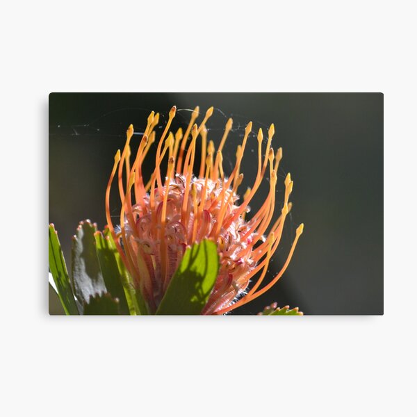 Item preview, Up close - Leucospermum designed and sold by Helen Greenwood.