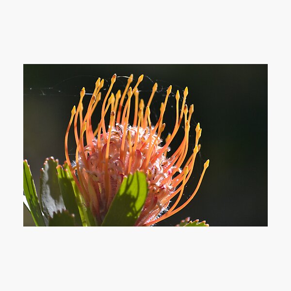 Item preview, Up close - Leucospermum designed and sold by Helen Greenwood.