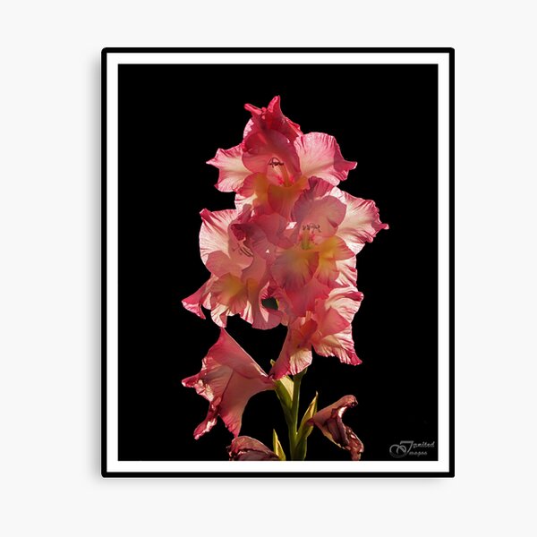 Pink Gladiolus Canvas Print