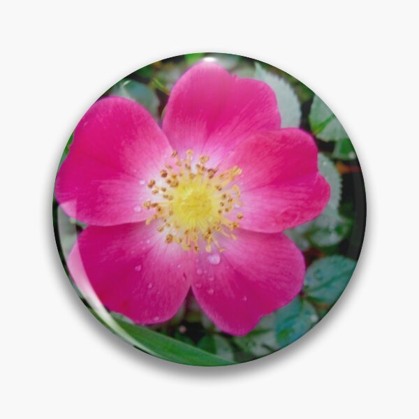 Item preview, Pink Rose designed and sold by Shulie1.