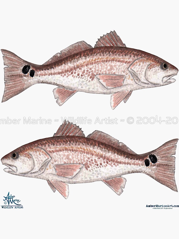 "Redfish" by Amber Marine ~ watercolor fish art, © 2013 by AmberMarine