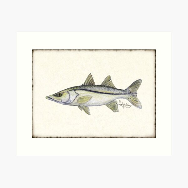 "Snook" by Amber Marine ~ watercolor fish art, © 2013 Art Print