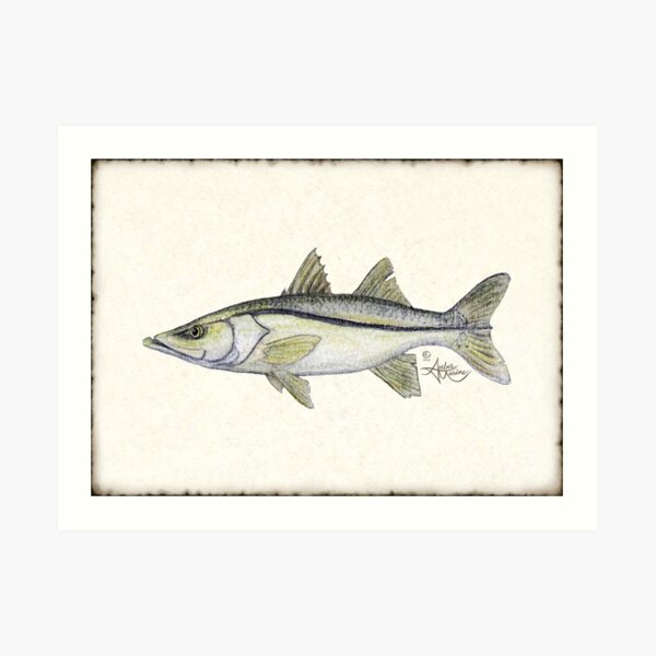 Snook Art Print Fishing Gift Fly Fishing Snook Fish Painting Snook  Fisherman Gift Snook Fishing Wall Art Beach and Coastal Décor -  Norway