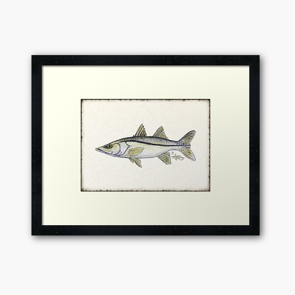 "Snook" by Amber Marine ~ watercolor fish art, © 2013 Framed Art Print