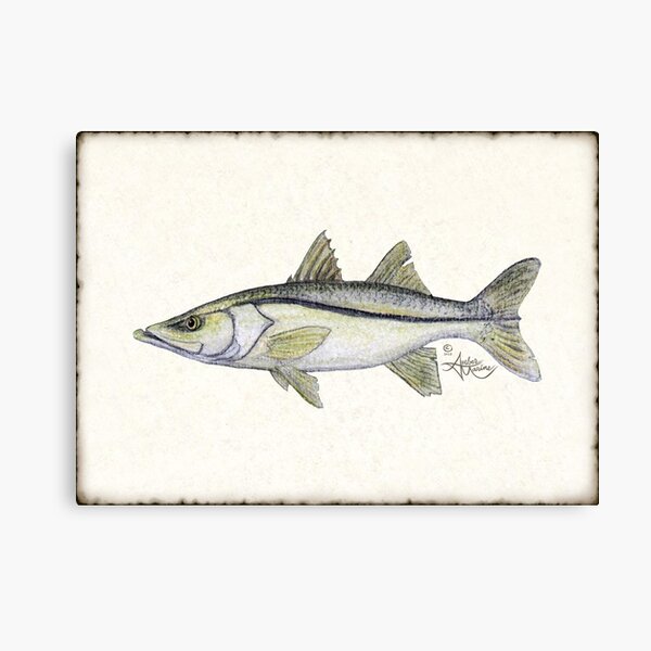 "Snook" by Amber Marine ~ watercolor fish art, © 2013 Canvas Print