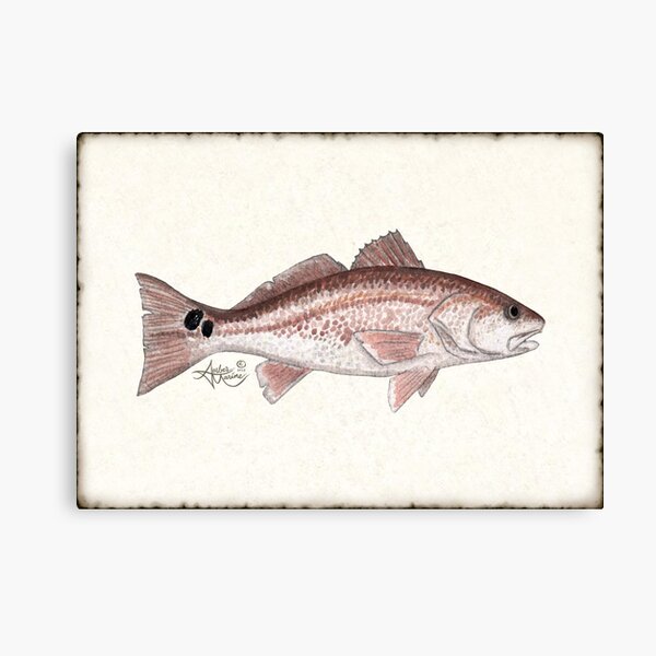 "Redfish" by Amber Marine ~ watercolor fish art, © 2013 Canvas Print