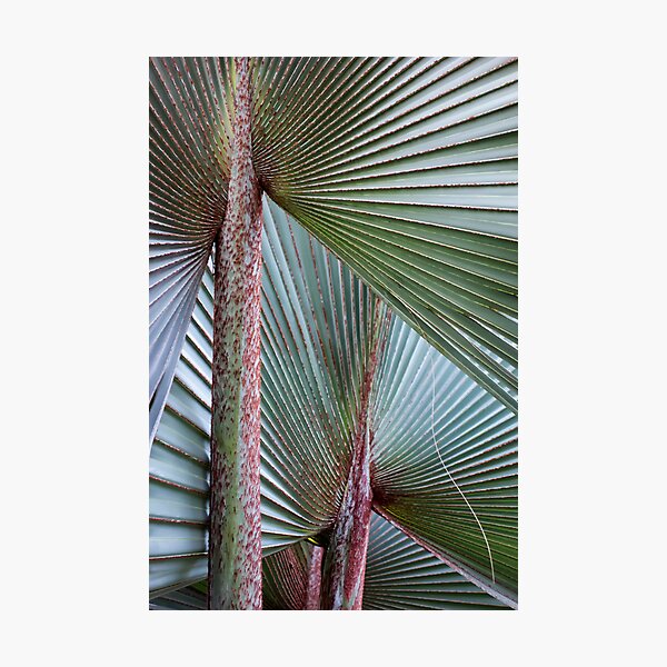 Item preview, Frond of you designed and sold by Bruce Bischoff.
