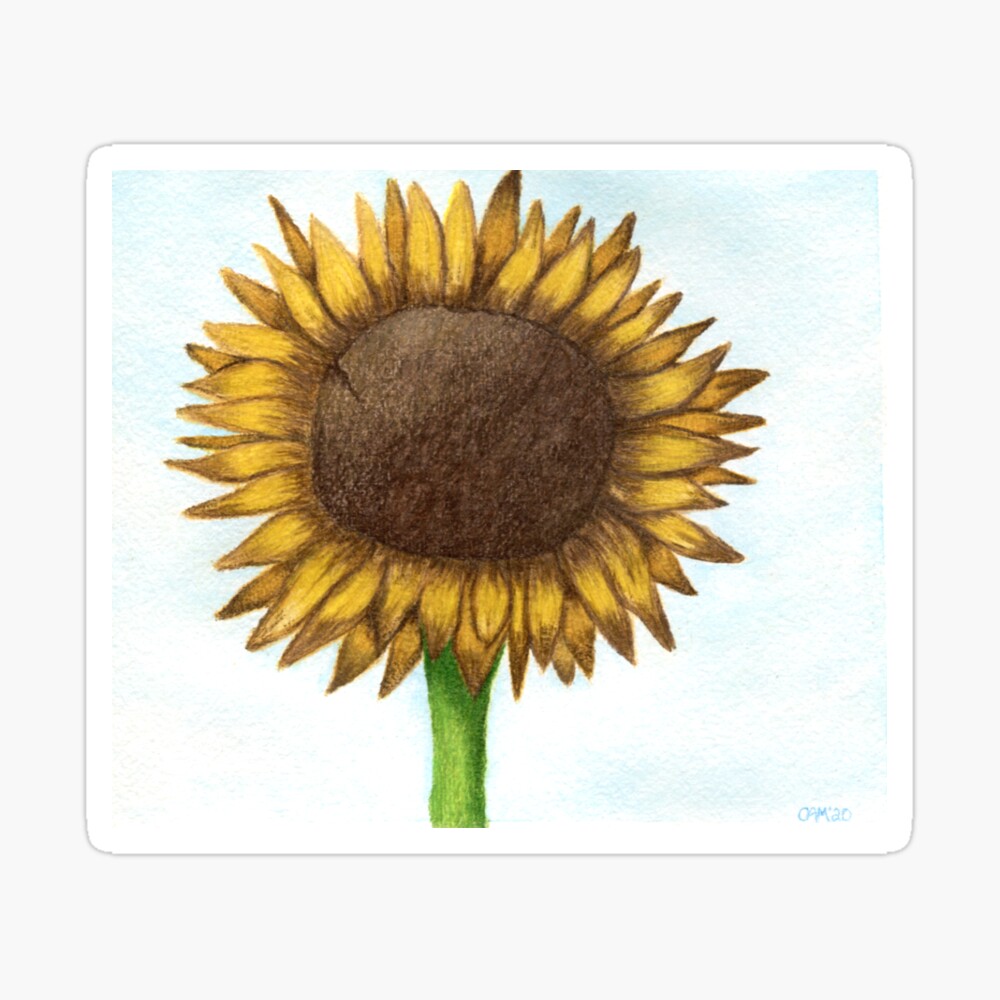 Sunflower color drawing by Morgan Davidson | No. 2098